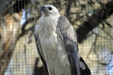 Deniz kartalı yakın bu