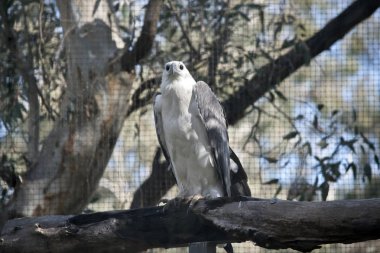 deniz kartal bir dalda oturuyor
