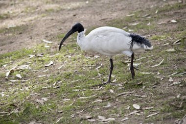 Bu bir beyaz Ibis sde görülmektedir