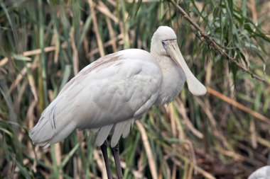 Sarı kaşıkçı yakın bu