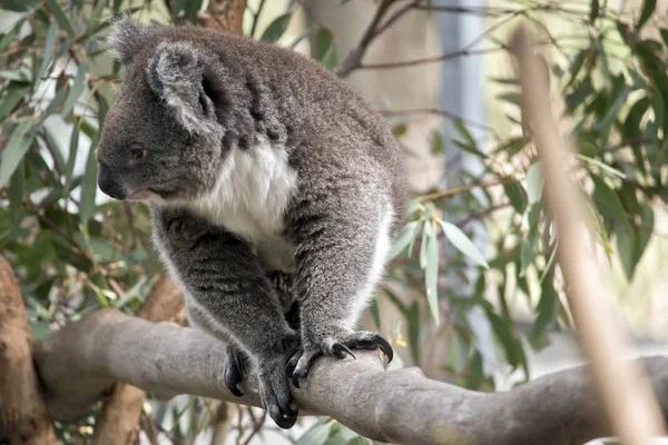 Avustralya koala bir ağaç dalına yürüyor