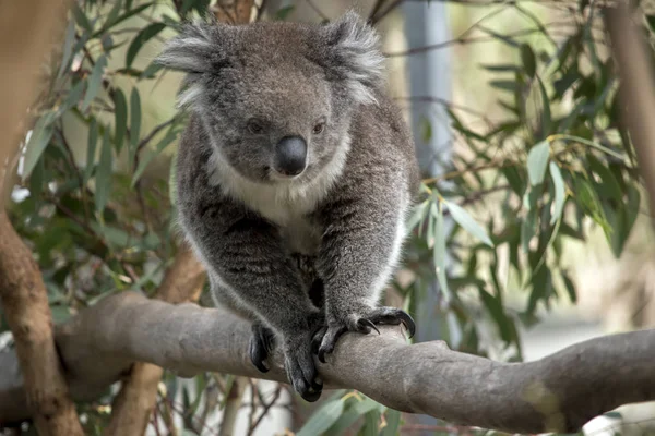 Australische Koala Loopt Tak Van Een Boom — Stockfoto