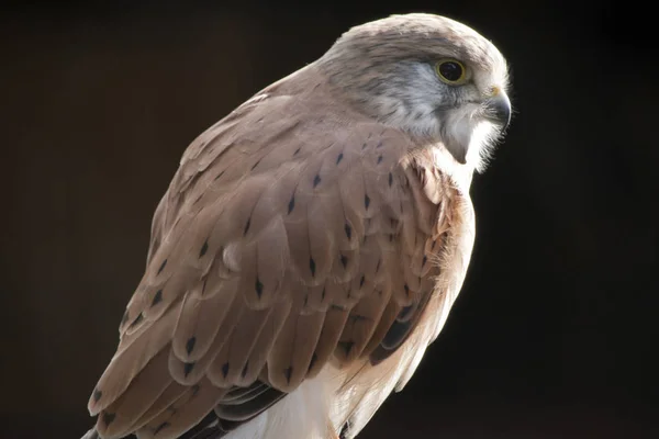 Dit Een Sluiten Van Een Nankeen Australische Torenvalk — Stockfoto