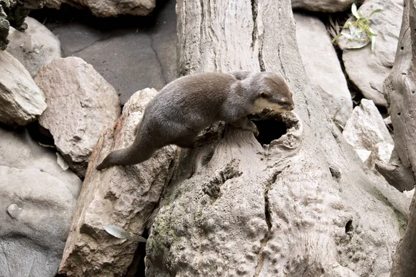 Nutria Oriental Está Entrando Agujero Del Árbol — Foto de Stock