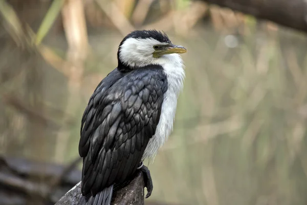 Cormoran Pied Est Perché Sur Tronc Arbre — Photo