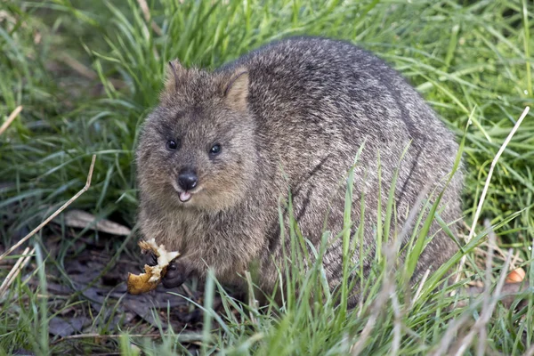 Quokka Cache Dans Herbe Haute Mangeant Des Fruits — Photo