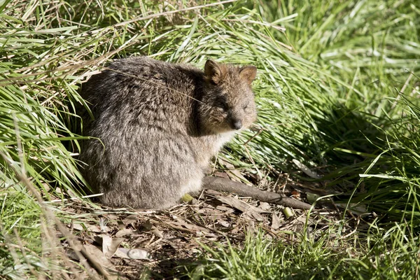 quokka uzun otların içinde saklanıyor