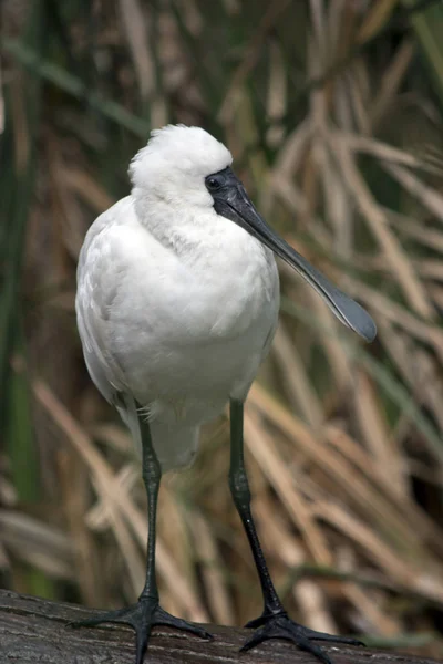 Giovane Becco Reale Piedi Tronco — Foto Stock