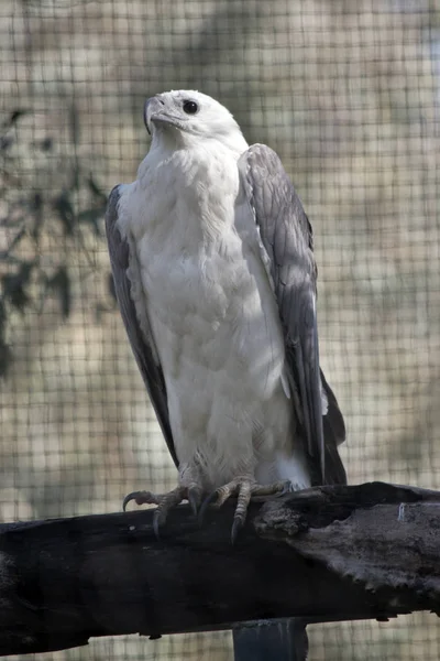 Sea Eagle Sitting Log — Stock Photo, Image