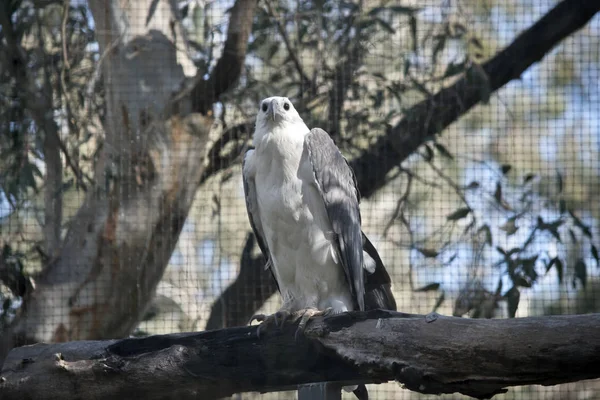 deniz kartal bir dalda oturuyor