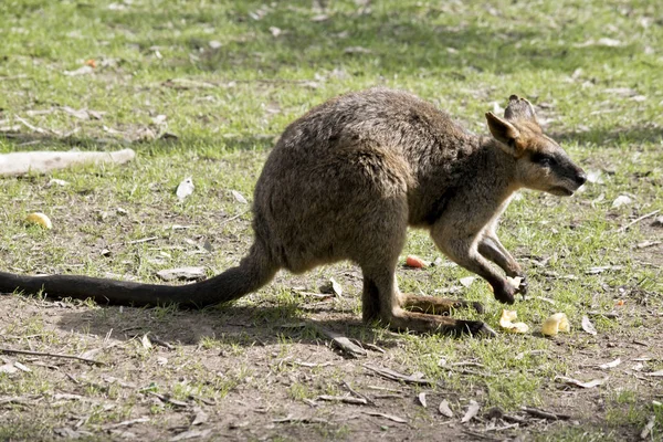 Dit Een Sde Weergave Van Een Moeras Wallabie Eten — Stockfoto