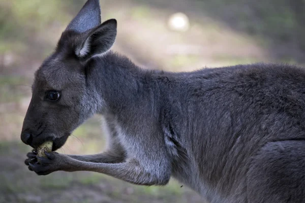 Questo Primo Piano Canguro Grigio Occidentale Che Mangia Verdure — Foto Stock