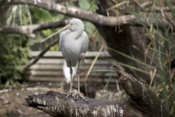 Espátula Amarilla Está Pie Sobre Una Repisa —  Fotos de Stock