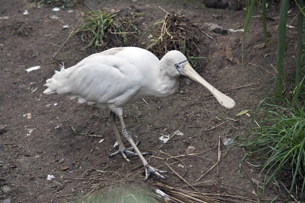sarı kaşıkçı denize doğru yürüyor 