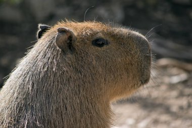 Capibara dünyanın en büyük kemirgen olduğunu