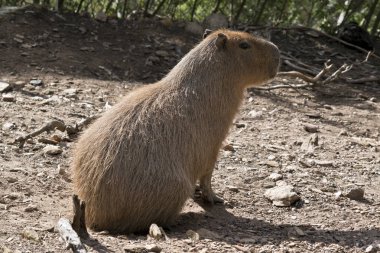 Capibara dünyanın en büyük kemirgen olduğunu