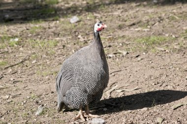Miğferli güveci yakın bu