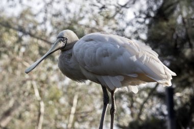 Sarı kaşıkçı yakın bu
