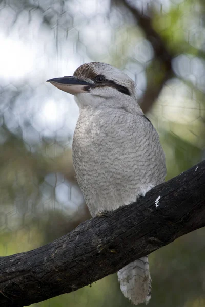 Smějící Kookaburra Posazený Větev Stromu — Stock fotografie