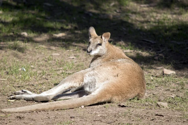 Wallaby Ágil Está Descansando Sol — Foto de Stock