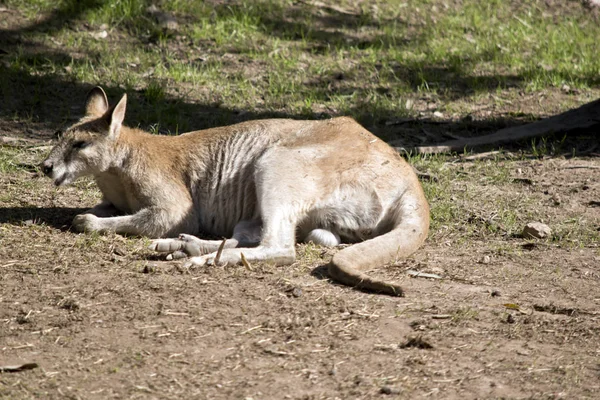 Wallaby Ágil Está Descansando Sol — Fotografia de Stock