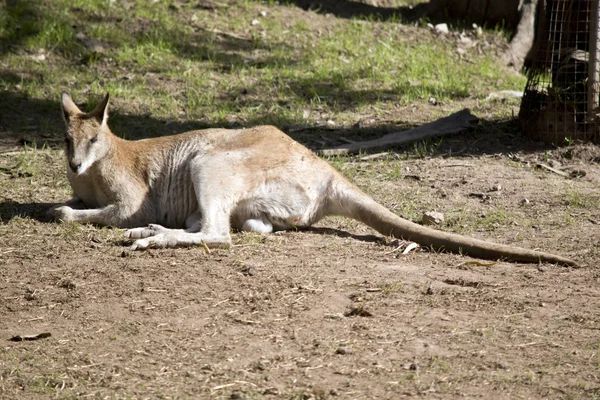 Wallaby Ágil Está Descansando Sol — Fotografia de Stock