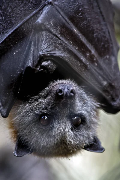 Morcego Frutas Australiano Está Hangiing Cabeça Para Baixo — Fotografia de Stock