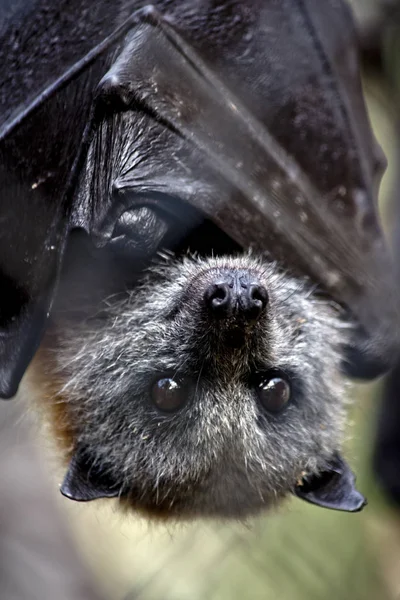 the Australian fruit bat is hangiing upside down