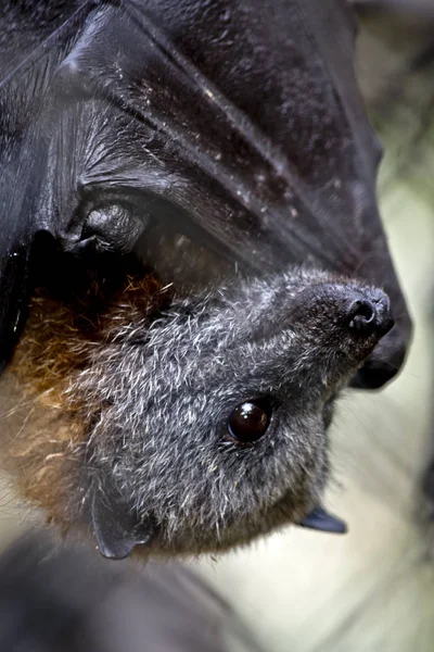the Australian fruit bat is hangiing upside down