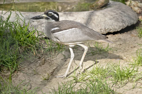 Side View Beach Stone Curlew — Stock Photo, Image