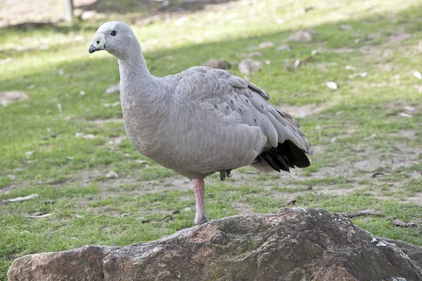 Cape Barren Goose Standing One Leg — Stock Photo, Image