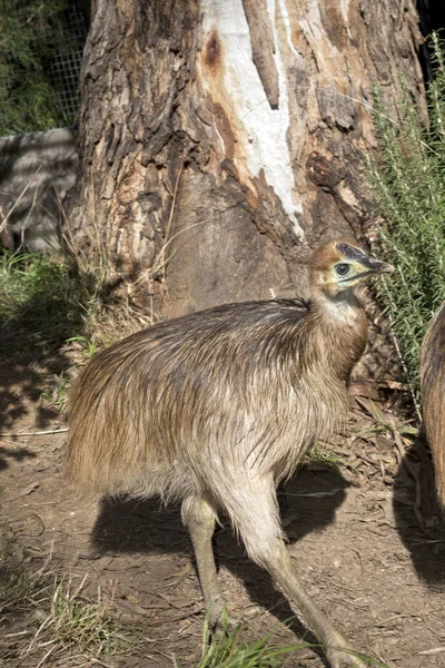 Young Cassowary Walking Path — Stock Photo, Image