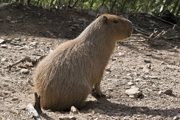 Capibara dünyanın en büyük kemirgen olduğunu