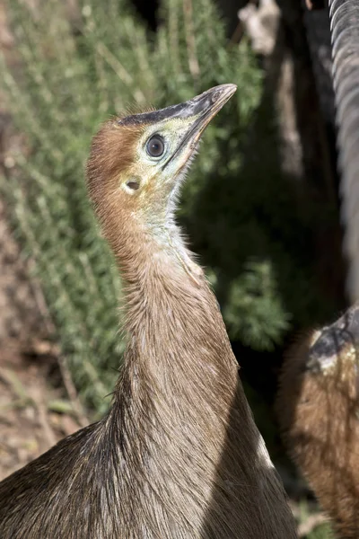 Detta Närbild Ung Cassowary — Stockfoto