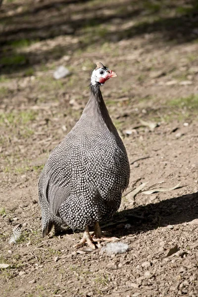 Miğferli Gine Fowl Arasında Bir Padok Mesafededir — Stok fotoğraf