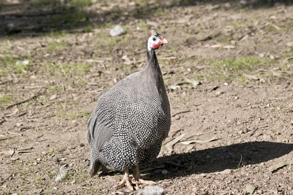 Miğferli güveci yakın bu