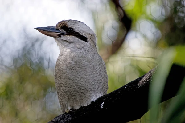 Detta Närbild Skrattande Kookaburra — Stockfoto