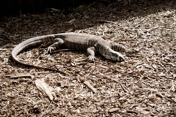 Lace Lizard Resting Warmth Sun — Stock Photo, Image