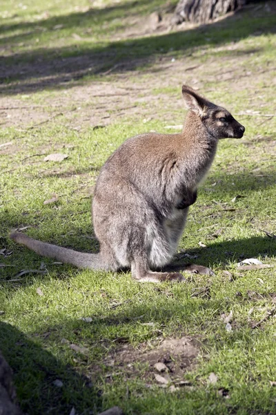 Esta Una Vista Lateral Wallaby Cuello Rojo — Foto de Stock