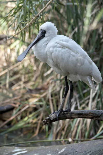 Den Unga Royal Skedstork Uppflugen Trädgren — Stockfoto