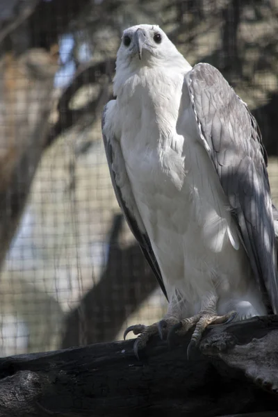 deniz kartal bir kütük üstünde oturuyor