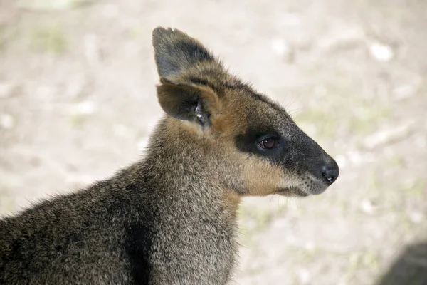 Este Close Jovem Pântano Wallaby — Fotografia de Stock