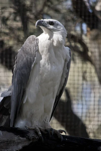 deniz kartal bir kütük üstünde oturuyor