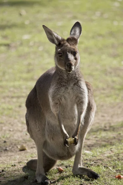 Das Westliche Graue Känguru Frisst Nahrung — Stockfoto