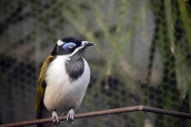 mavi yüzlü honeyeater bir dal üzerinde tünemiş