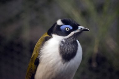 bir mavi yüzlü honeyeater yakın bu