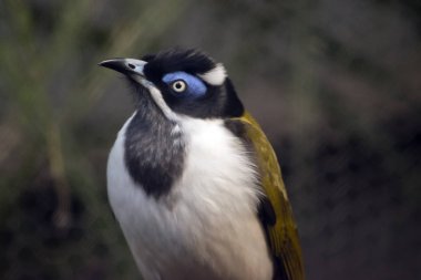 bir mavi yüzlü honeyeater yakın bu
