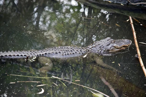 Yiyecek aramaya su timsah olduğunu