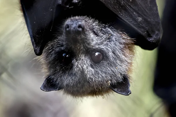 Australische Leucotis Hangiing Ondersteboven — Stockfoto