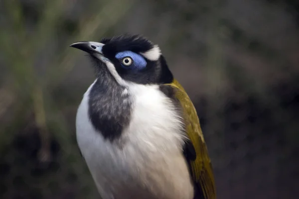 Bir Mavi Yüzlü Honeyeater Yakın — Stok fotoğraf